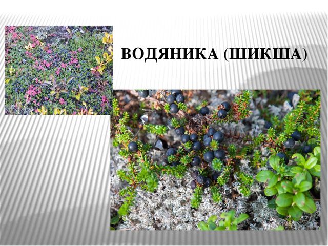 Презентация к уроку " Лесные ягоды Карелии"