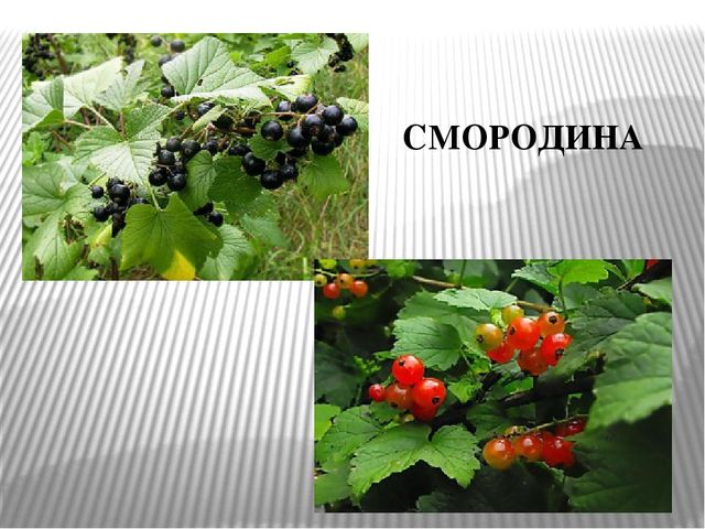 Презентация к уроку " Лесные ягоды Карелии"