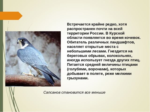 Презентация для дошкольников " Красная книга Курской области"