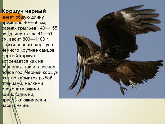 Презентация для дошкольников " Красная книга Курской области"