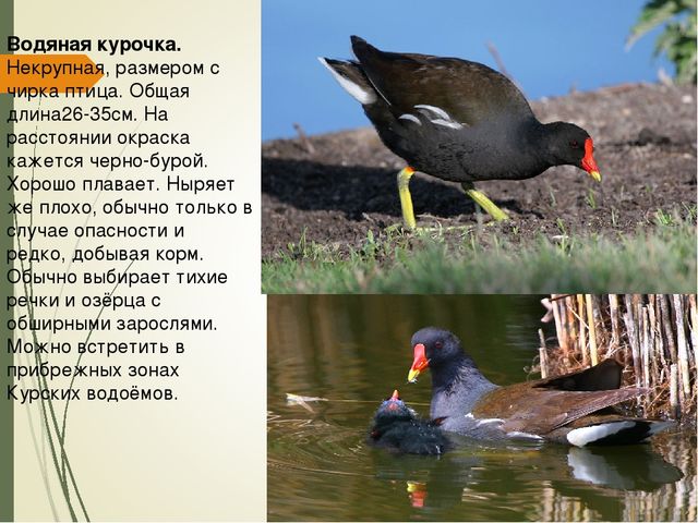 Презентация для дошкольников " Красная книга Курской области"