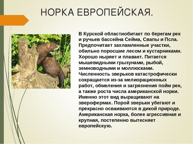 Презентация для дошкольников " Красная книга Курской области"