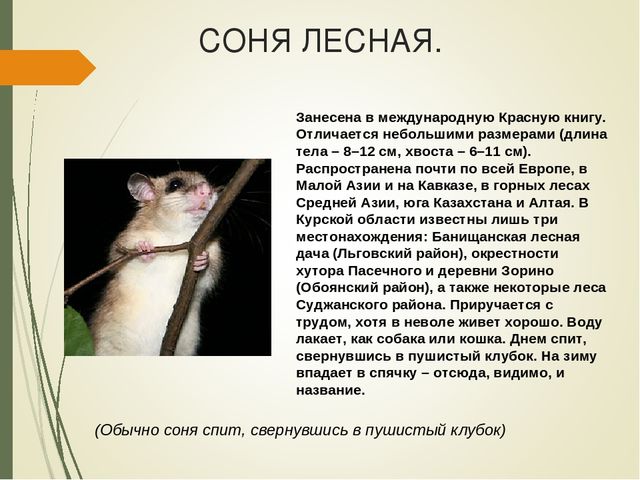 Презентация для дошкольников " Красная книга Курской области"