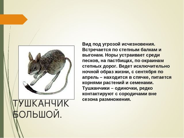 Презентация для дошкольников " Красная книга Курской области"