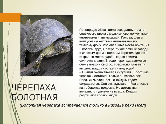 Презентация для дошкольников " Красная книга Курской области"