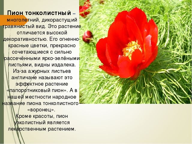 Презентация для дошкольников " Красная книга Курской области"