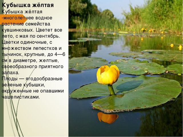 Презентация для дошкольников " Красная книга Курской области"