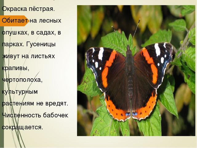 Презентация для дошкольников " Красная книга Курской области"