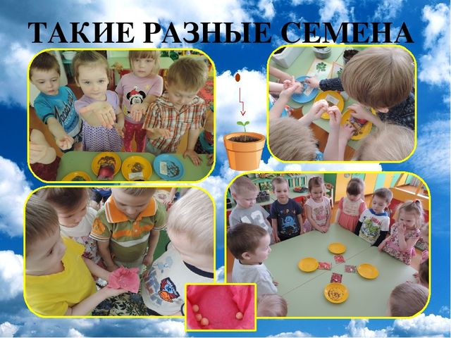 Презентация проекта "Огород на окне"