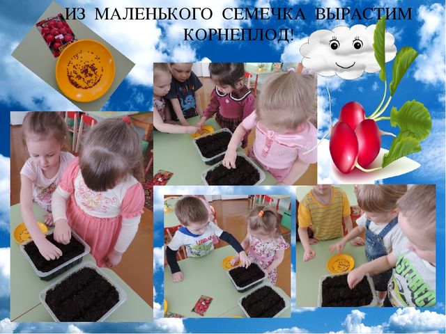 Презентация проекта "Огород на окне"
