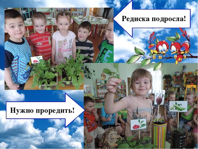 Презентация проекта "Огород на окне"
