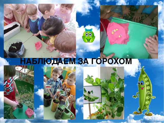 Презентация проекта "Огород на окне"