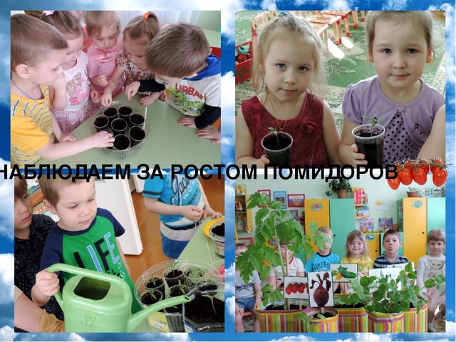 Презентация проекта "Огород на окне"