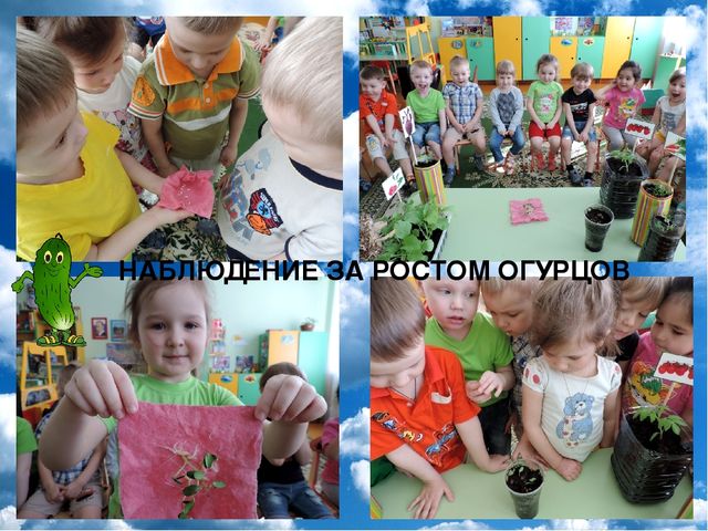 Презентация проекта "Огород на окне"