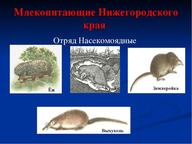 Презентация по экологическому воспитанию дошкольников "Дикие животные Нижегородского Края"