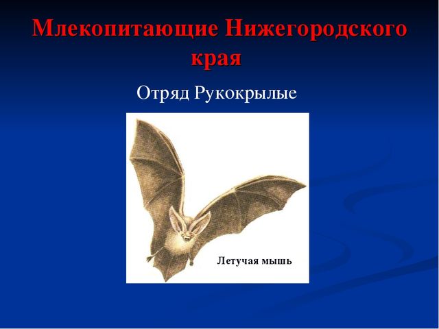 Презентация по экологическому воспитанию дошкольников "Дикие животные Нижегородского Края"