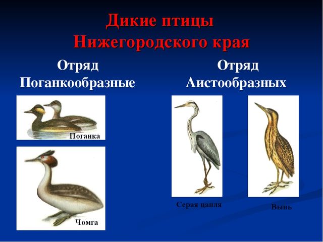 Презентация по экологическому воспитанию дошкольников "Дикие животные Нижегородского Края"