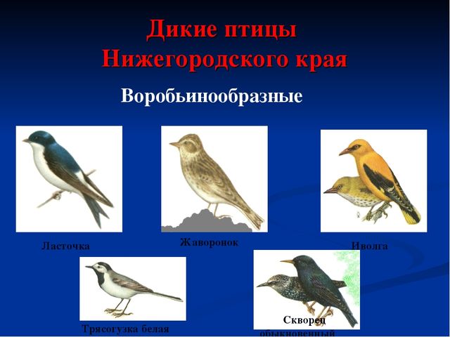 Презентация по экологическому воспитанию дошкольников "Дикие животные Нижегородского Края"