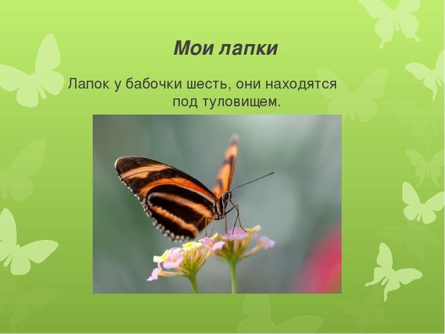 Презентация по экологии на тему "Бабочка-красавица" МБДОУ (старшая группа)
