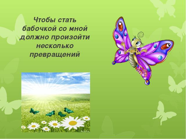 Презентация по экологии на тему "Бабочка-красавица" МБДОУ (старшая группа)