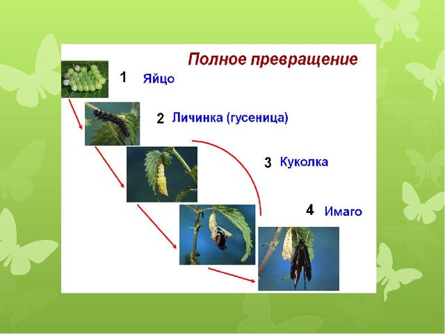 Презентация по экологии на тему "Бабочка-красавица" МБДОУ (старшая группа)