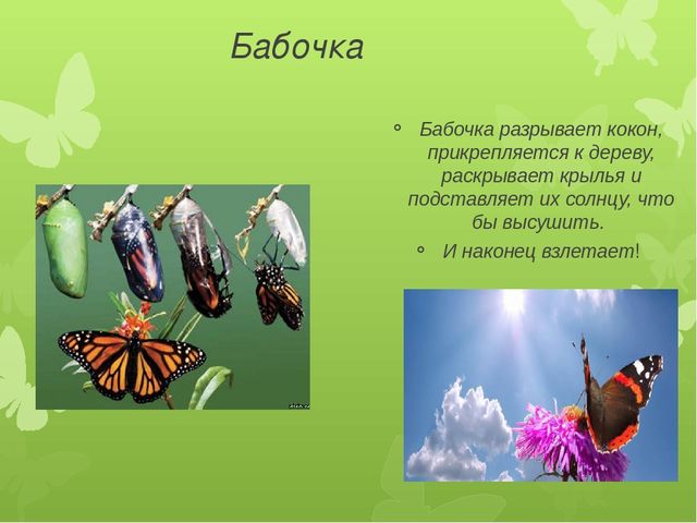 Презентация по экологии на тему "Бабочка-красавица" МБДОУ (старшая группа)