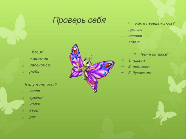 Презентация по экологии на тему "Бабочка-красавица" МБДОУ (старшая группа)