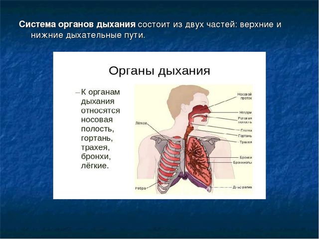 Презентация "Анатомно-физиологические особенности органов дыхания детей и подростков"