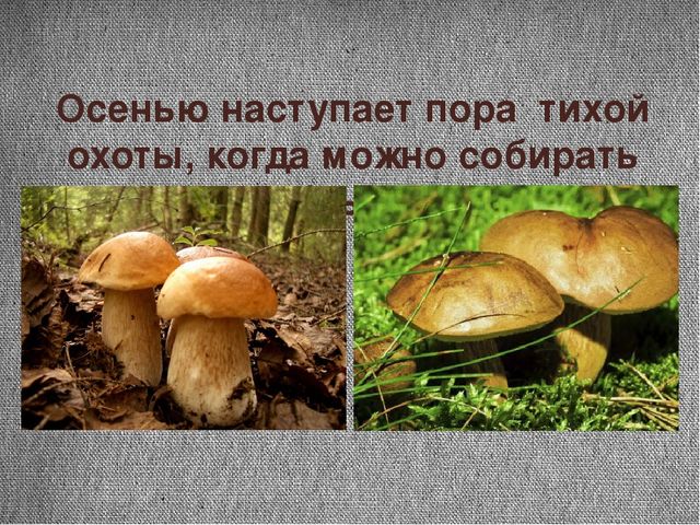 Проект "Почему я люблю осень"
