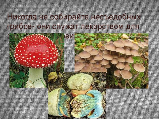 Проект "Почему я люблю осень"