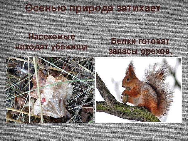 Проект "Почему я люблю осень"