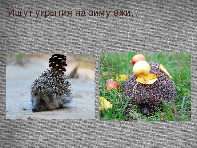 Проект "Почему я люблю осень"