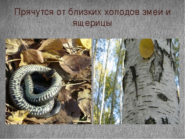 Проект "Почему я люблю осень"