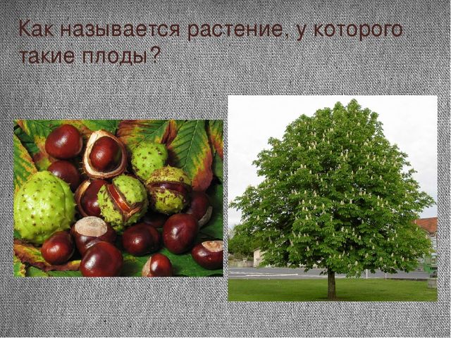 Проект "Почему я люблю осень"