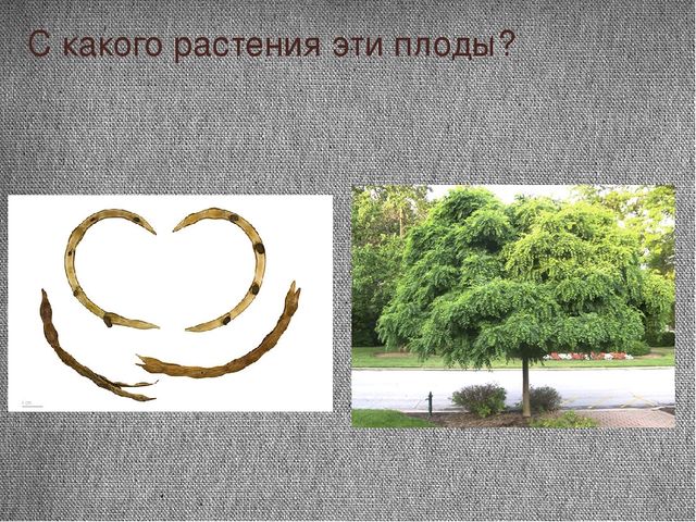 Проект "Почему я люблю осень"
