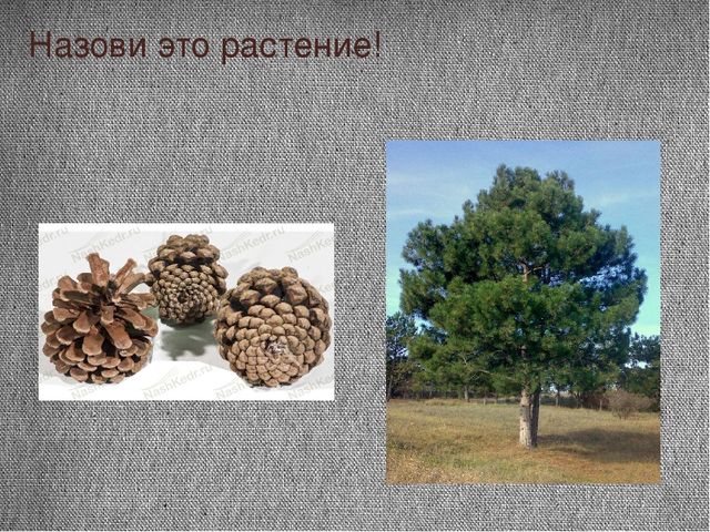 Проект "Почему я люблю осень"