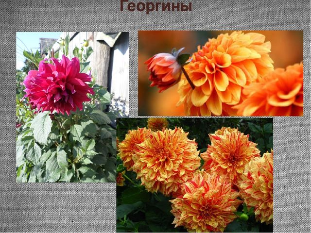 Проект "Почему я люблю осень"