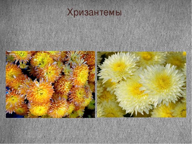 Проект "Почему я люблю осень"
