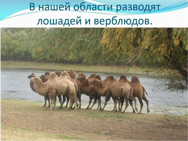 Презентация о достопримечательностях города Астрахань