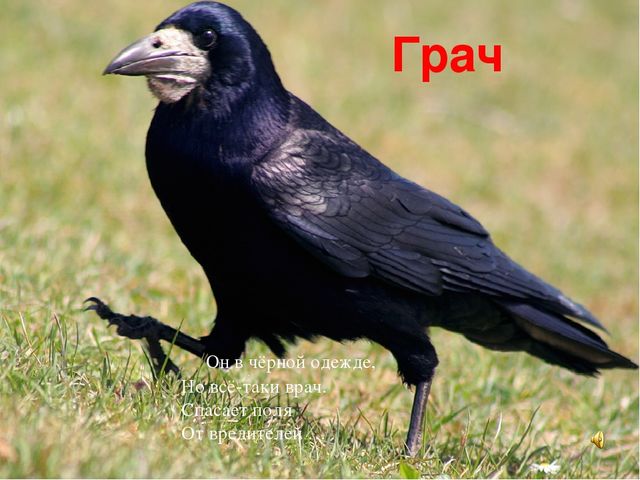 Презентация знакомство с птицами "Птицы"