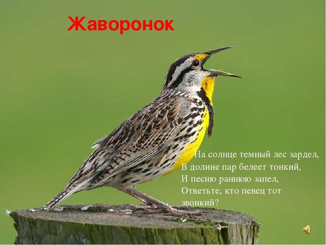 Презентация знакомство с птицами "Птицы"