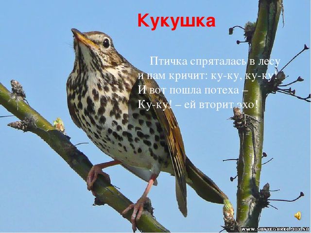 Презентация знакомство с птицами "Птицы"
