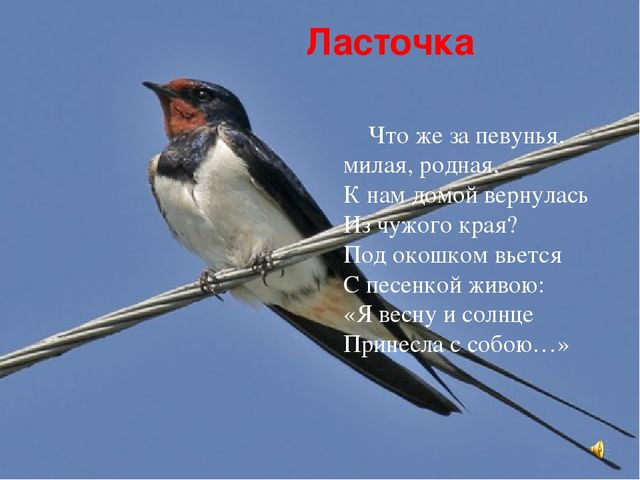 Презентация знакомство с птицами "Птицы"