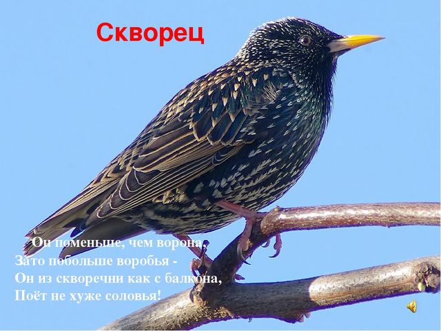 Презентация знакомство с птицами "Птицы"