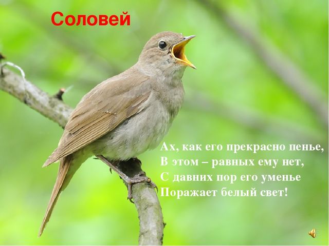 Презентация знакомство с птицами "Птицы"