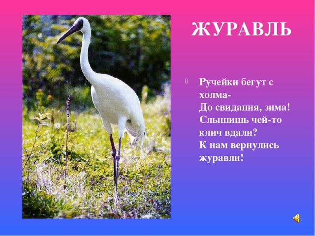 Презентация знакомство с птицами "Птицы"