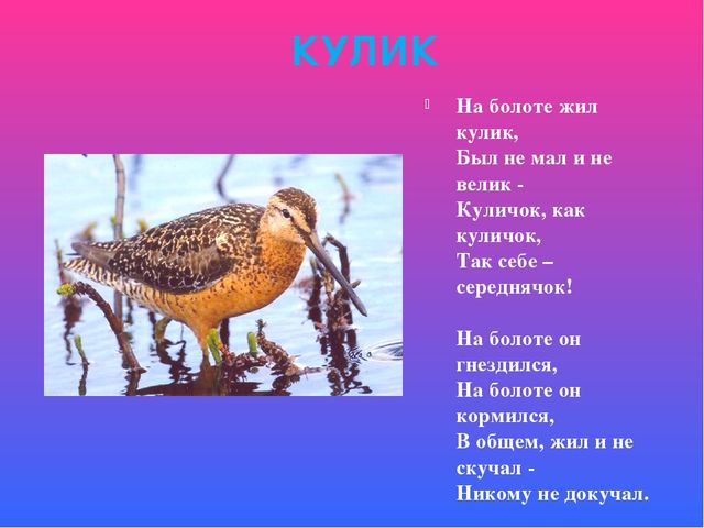 Презентация знакомство с птицами "Птицы"