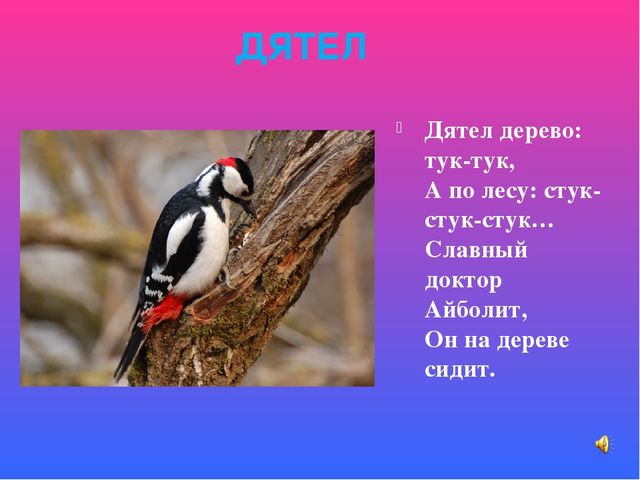 Презентация знакомство с птицами "Птицы"