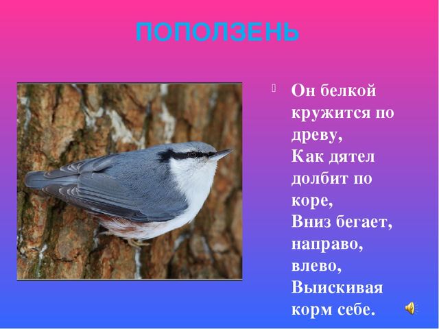 Презентация знакомство с птицами "Птицы"