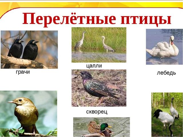 Презентация к занятию "День птиц"